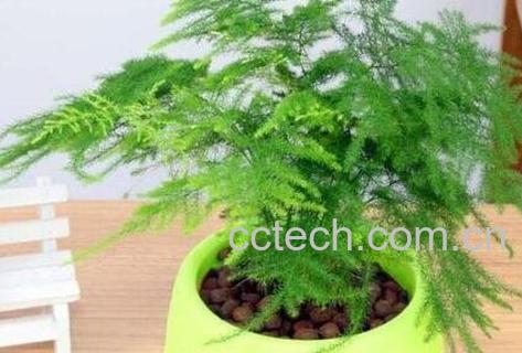 文竹的养殖方法 文竹叶子变黄怎么办-0