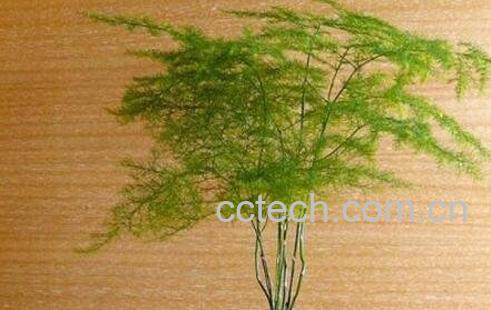 文竹的养殖方法 文竹叶子变黄怎么办-1