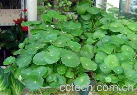 水培铜钱草的养殖方法-0