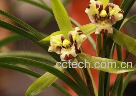 兰花的养殖方法 兰花怎么养-1