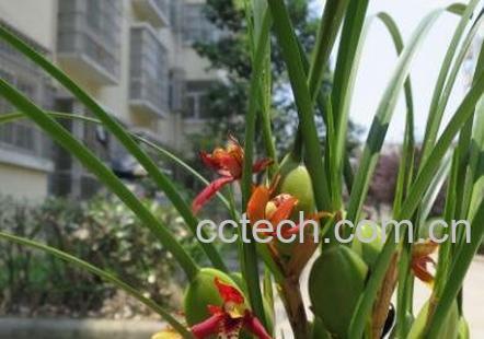 兰花的养殖方法 兰花怎么养-0