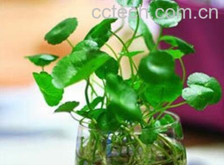 水培铜钱草的养殖方法-1