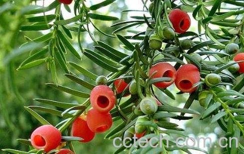 红豆杉的养殖方法 红豆杉怎么养-0