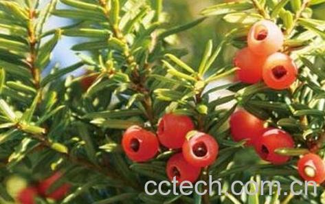 红豆杉的养殖方法 红豆杉怎么养-1