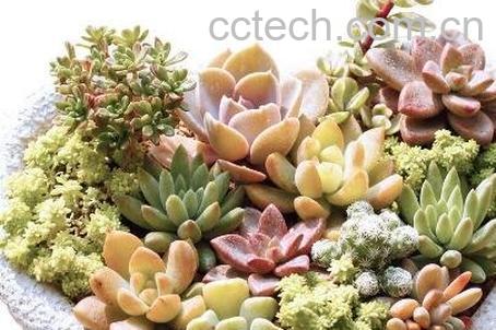 多肉植物怎么养 多肉植物养殖方法-1