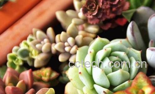 多肉植物怎么养 多肉植物养殖方法-0