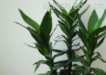  富贵竹的养殖方法 怎么水养富贵竹-0