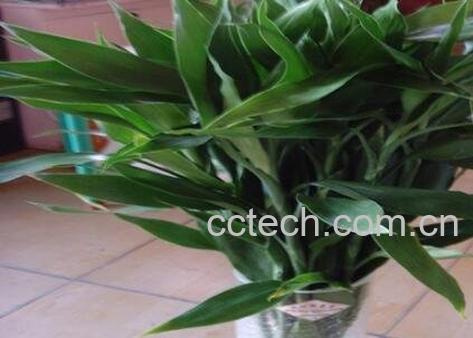  富贵竹的养殖方法 怎么水养富贵竹-1