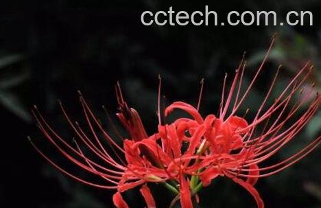 彼岸花的养殖方法和注意事项-1