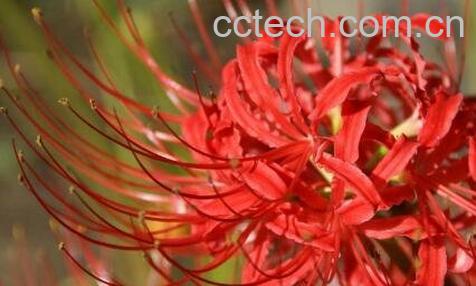 彼岸花的养殖方法和注意事项-0