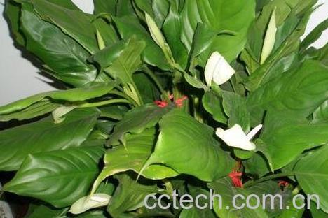 万年青叶子发黄怎么办-1