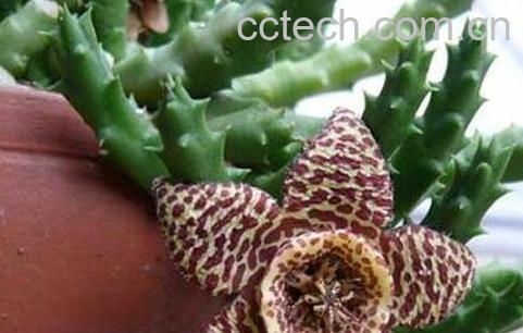 杂色豹皮花养殖方法和注意事项-0