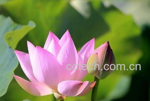  荷花与莲花有什么区别-1