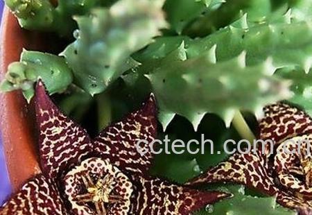 杂色豹皮花养殖方法和注意事项-1