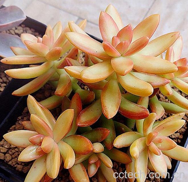 小盆栽铭月的养殖方法及注意事项-0