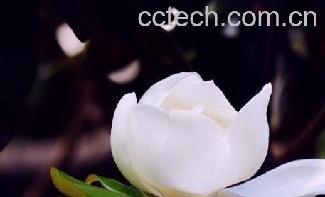 白玉兰花的养殖方法-1