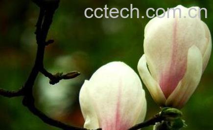 白玉兰花的养殖方法-0