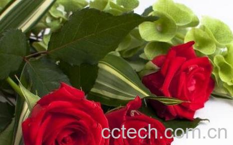 玫瑰花如何保鲜-0