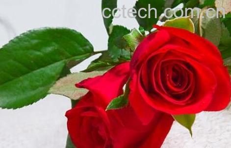 玫瑰花如何保鲜-1