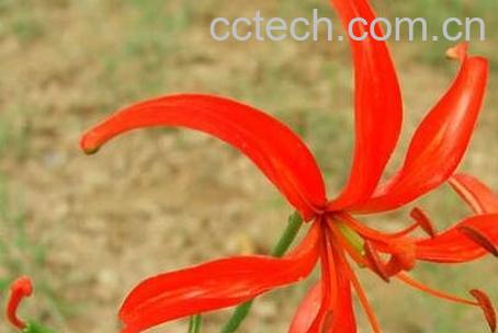 山丹丹花的养殖方法和注意事项-0