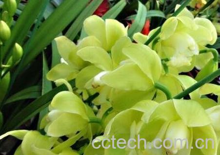 大花蕙兰的养殖方法和注意事项-1