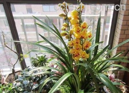 大花蕙兰的养殖方法和注意事项-0