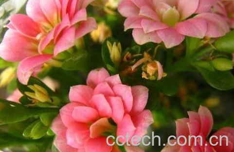 长寿花养殖方法和注意事项-0