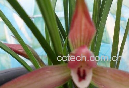 兰花的养殖方法和注意事项-0