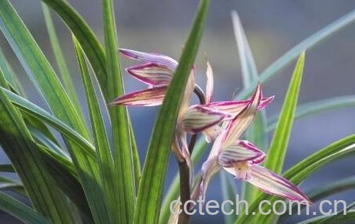 兰花的养殖方法和注意事项-1