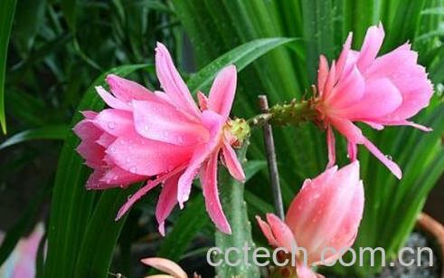 令箭荷花的养殖方法和注意事项-0