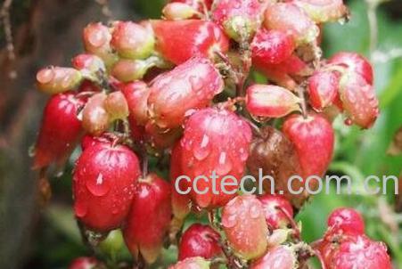 毛灯笼花的养殖方法和注意事项-0