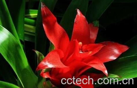 凤梨花的养殖方法 凤梨花怎么养好-0