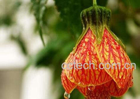 毛灯笼花的养殖方法和注意事项-1