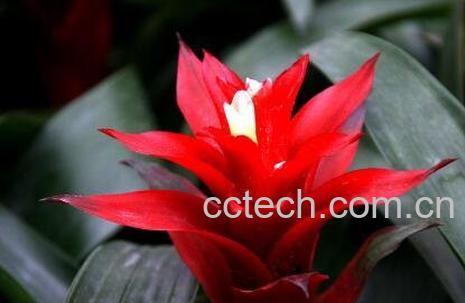 凤梨花的养殖方法 凤梨花怎么养好-1