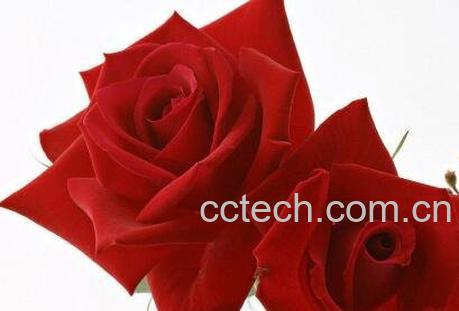 乌丹玫瑰花与普通玫瑰的区别-0