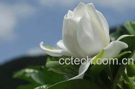 栀子花的养殖方法 栀子花怎么养好-0