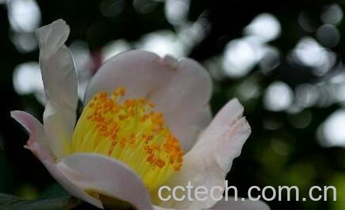 茶花的养殖方法 养殖茶花的注意事项-1