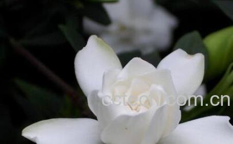 栀子花的养殖方法 栀子花怎么养好-1