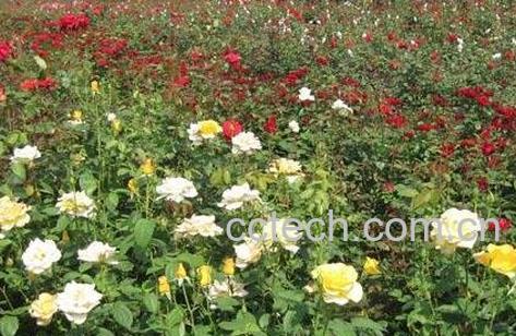 无刺玫瑰花怎么种植-0