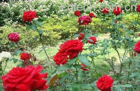 无刺玫瑰花怎么种植-1