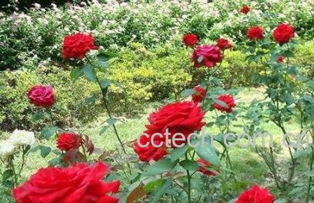 玫瑰花的种植方法-0