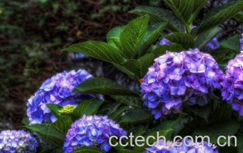 绣球花的养殖方法与注意事项-1