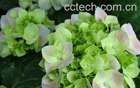 绣球花的养殖方法与注意事项-0