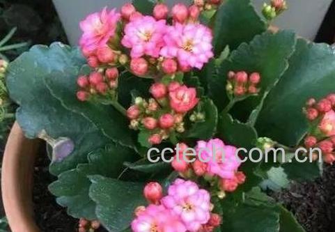  长寿花的养殖方法 长寿花怎么养-0