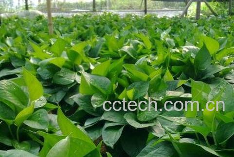 绿萝叶子发黄怎么办 绿萝叶子发黄的原因-1