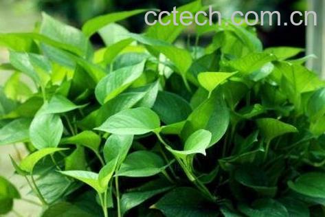 绿萝叶子发黄怎么办 绿萝叶子发黄的原因-0