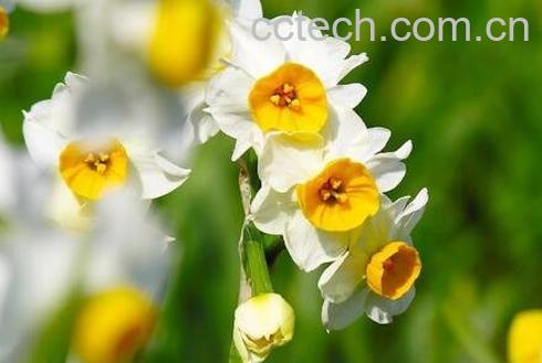 水仙花的养殖方法-0