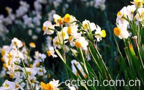 水仙花的养殖方法-1