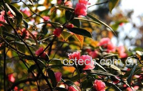 茶花的养殖方法与注意事项-1