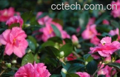 茶花的养殖方法与注意事项-0